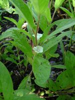 Ipomoea leucanthemum all-t.JPG